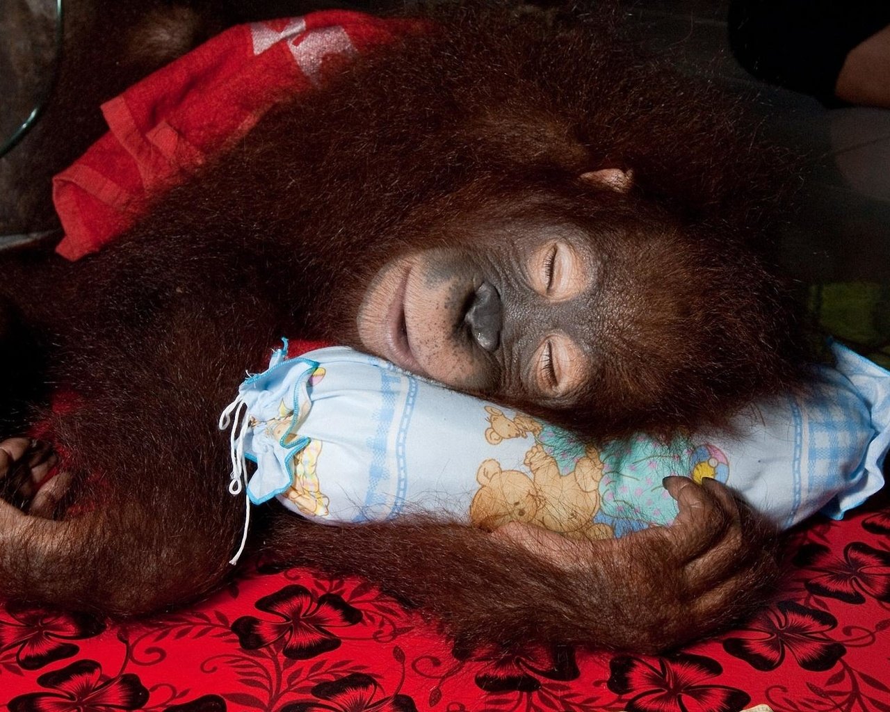 Обои мордочка, орангутан, лапы, спит, обезьяна, подушка, детеныш, примат, орангутанг, muzzle, paws, sleeping, monkey, pillow, cub, the primacy of, orangutan разрешение 1920x1200 Загрузить