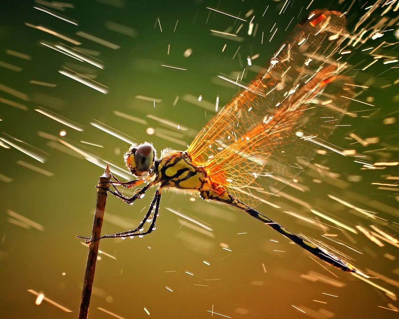 Обои насекомое, крылья, брызги, стрекоза, капли дождя, insect, wings, squirt, dragonfly, raindrops разрешение 1920x1200 Загрузить