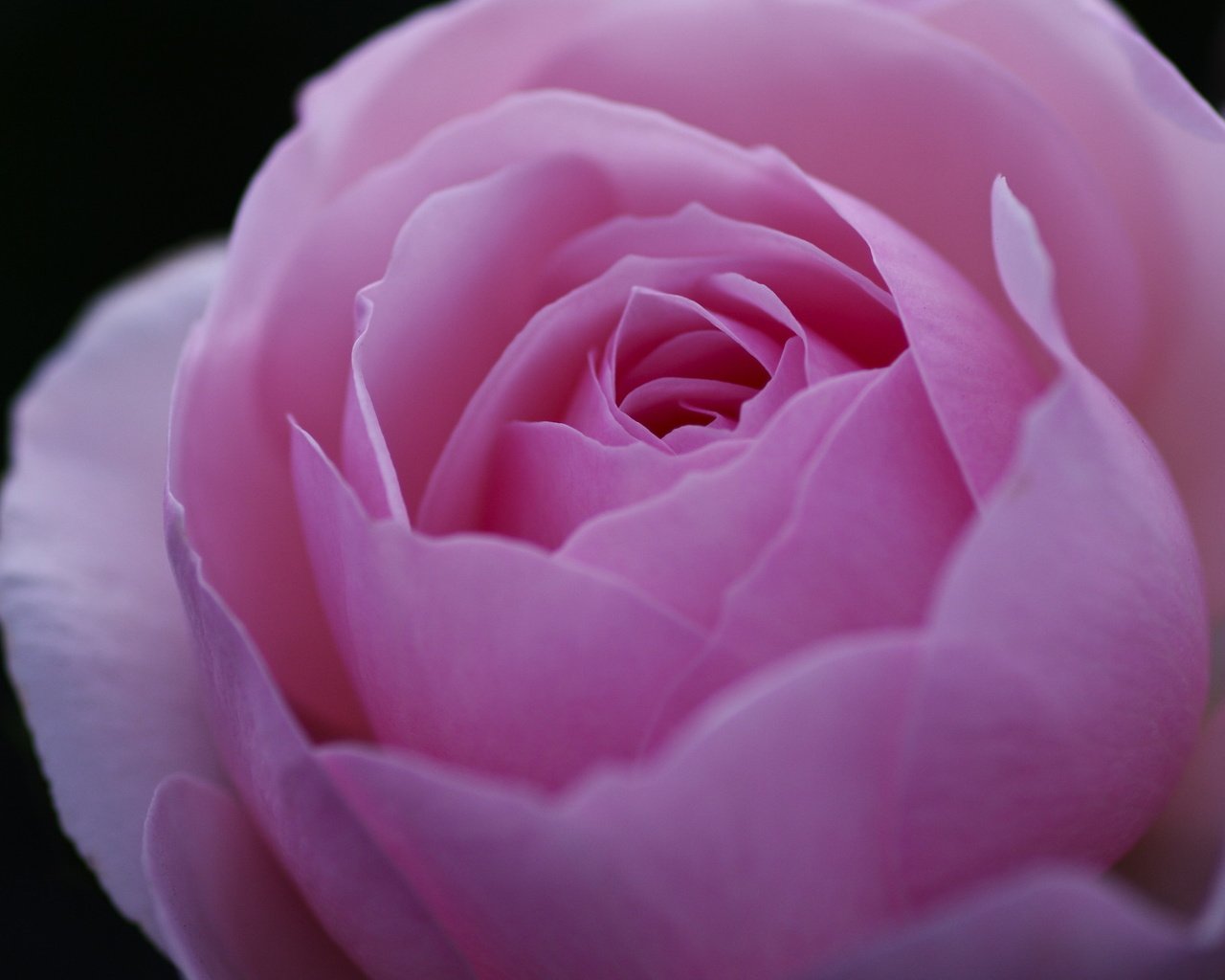 Обои макро, цветок, роза, лепестки, бутон, розовый, пион, macro, flower, rose, petals, bud, pink, peony разрешение 1920x1276 Загрузить