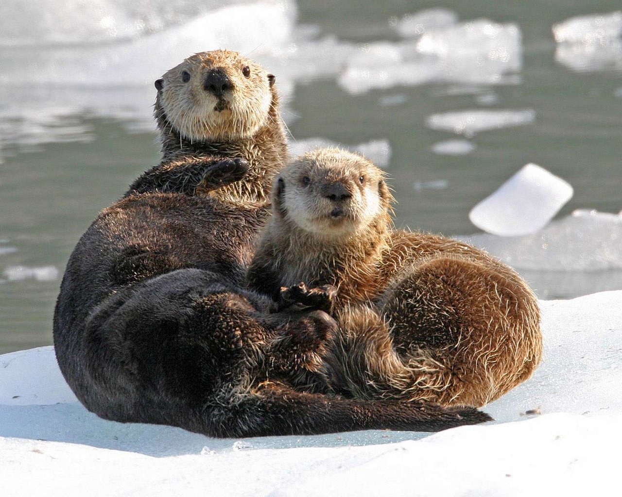 Обои вода, природа, животные, лёд, выдра, выдры, water, nature, animals, ice, otter, otters разрешение 1920x1200 Загрузить
