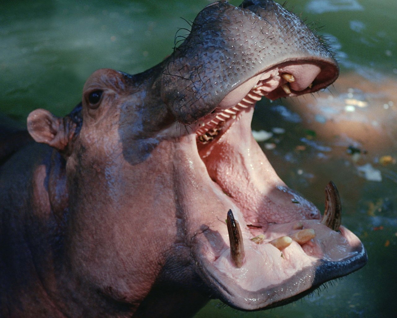 Обои вода, зубы, пасть, бегемот, гиппопотам, water, teeth, mouth, hippo разрешение 3072x2048 Загрузить