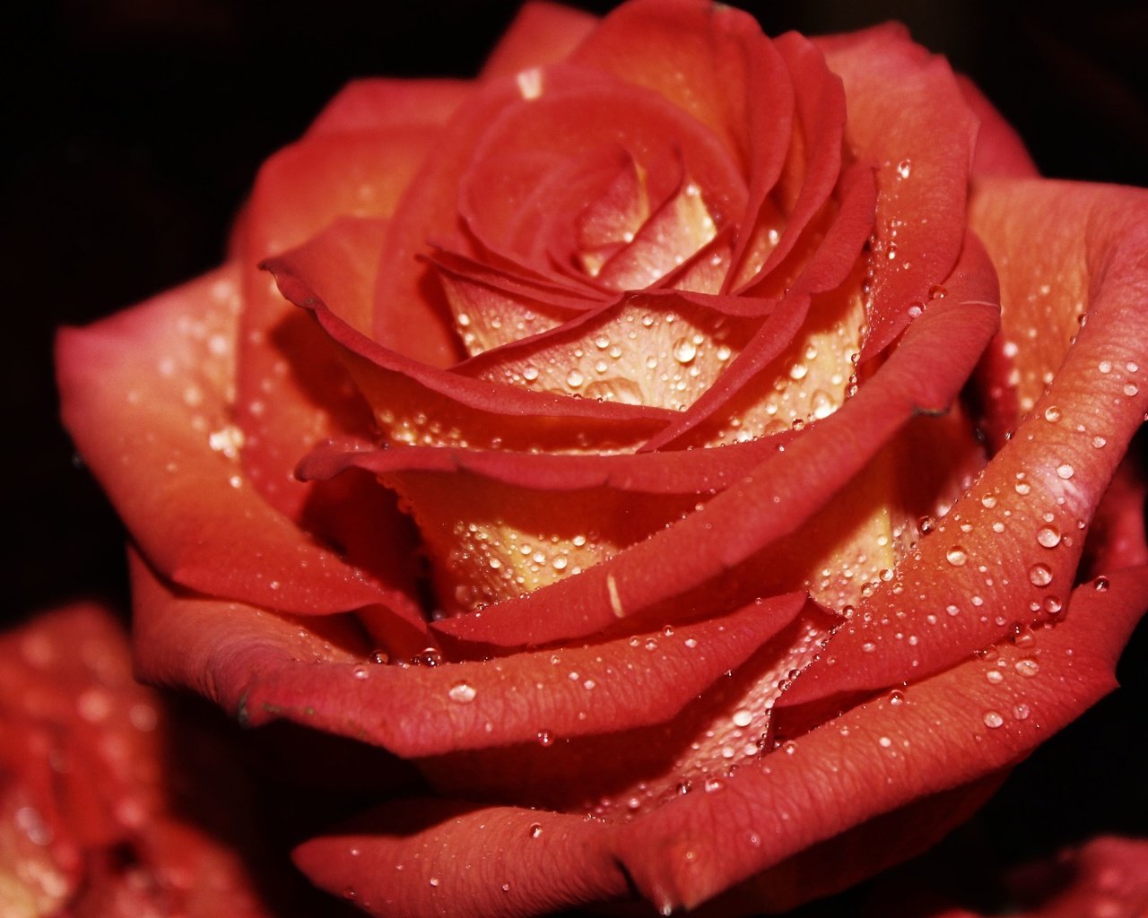 Обои цветок, капли, роза, букет, flower, drops, rose, bouquet разрешение 4272x2848 Загрузить