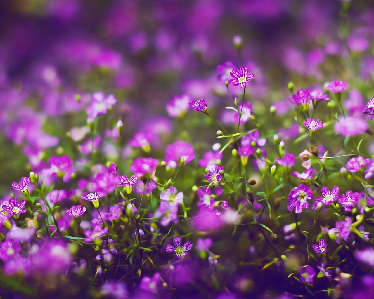 Обои цветы, лепестки, полевые цветы, фиолетовые, flowers, petals, wildflowers, purple разрешение 2560x1600 Загрузить