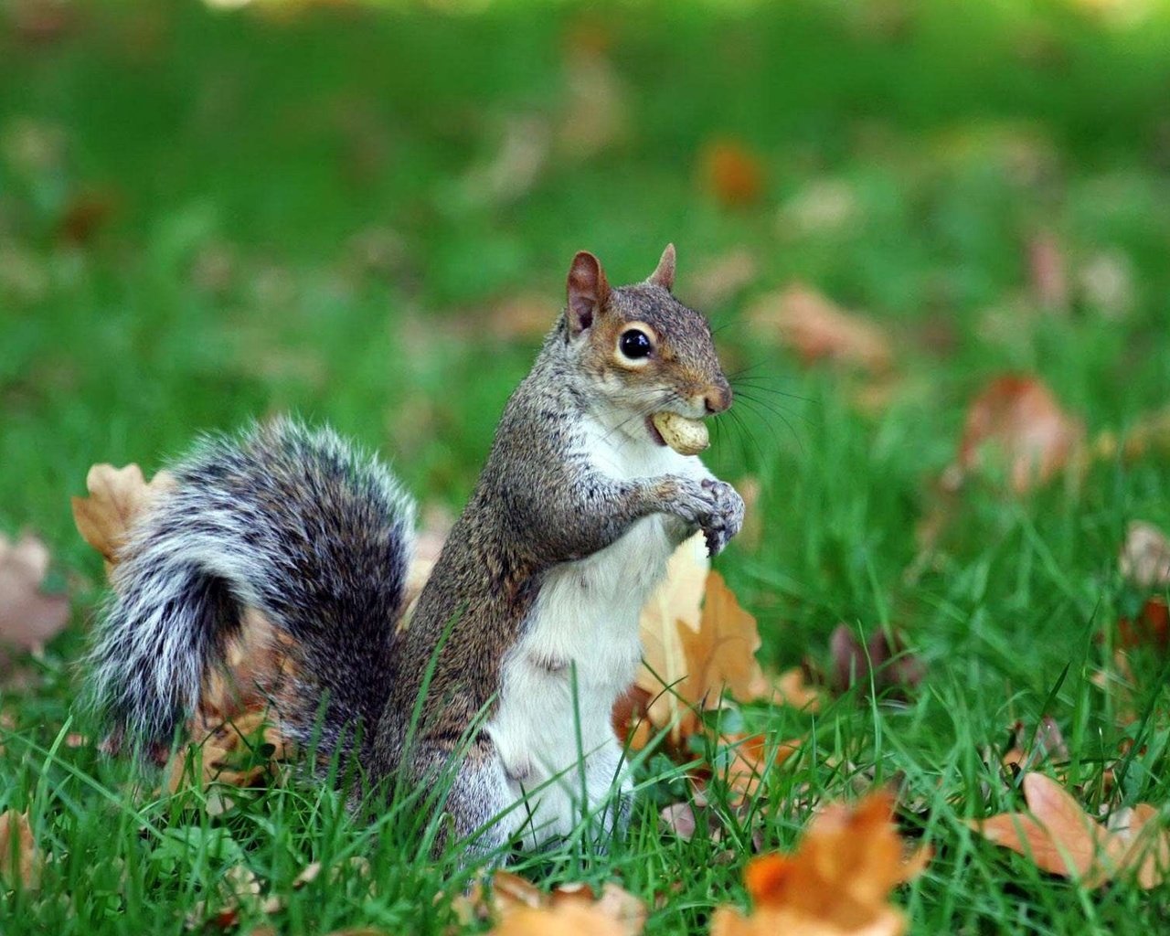 Обои трава, листья, животное, белка, хвост, орех, grass, leaves, animal, protein, tail, walnut разрешение 1920x1200 Загрузить