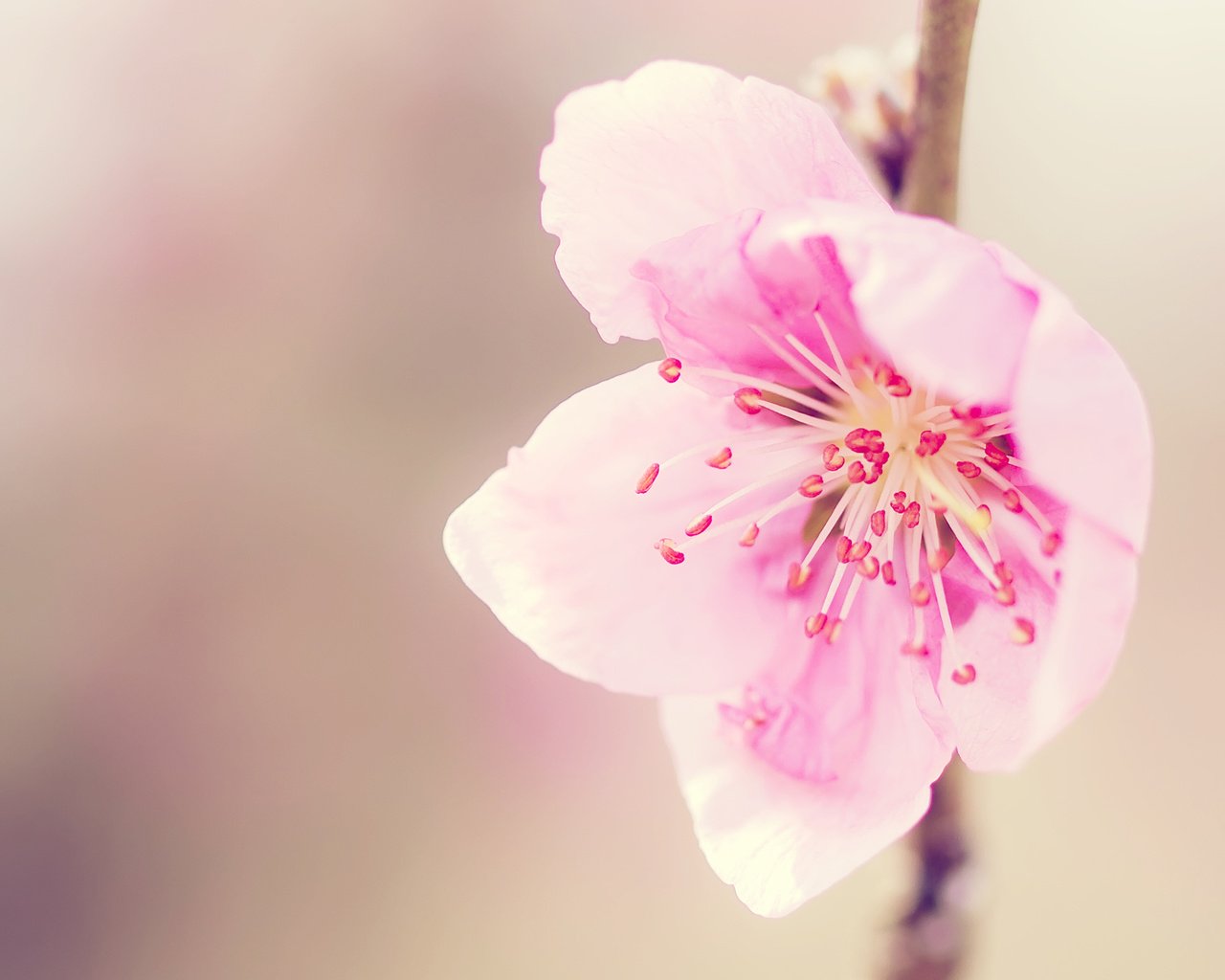 Обои макро, цветок, розовый, сакура, нежность, rozovyj, nezhnost, nastroenie, macro, flower, pink, sakura, tenderness разрешение 2560x1600 Загрузить