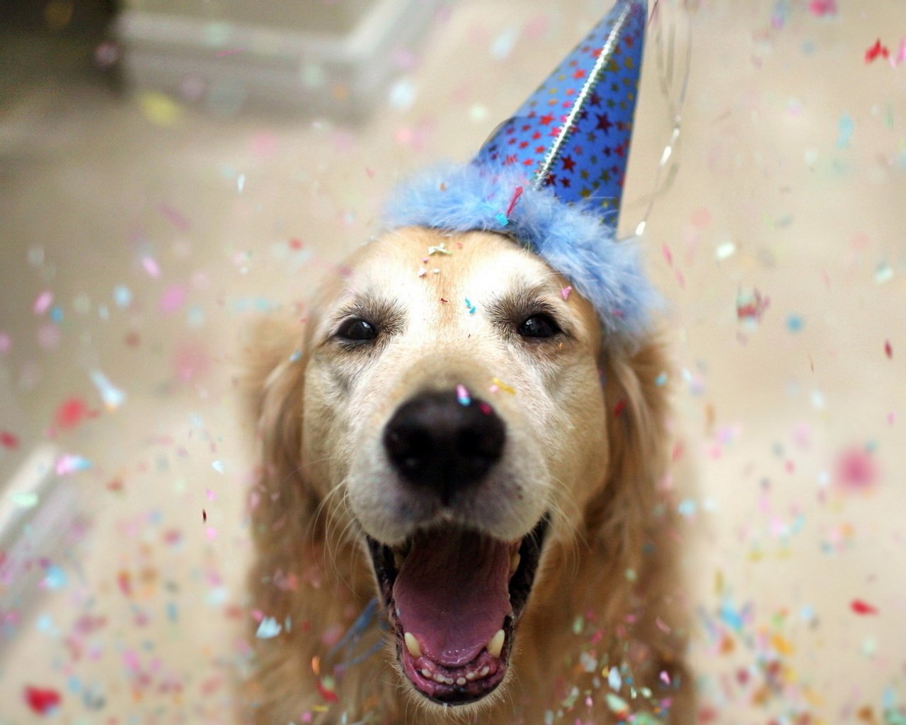 Обои собака, друг, праздник, день рождения, колпак, золотистый ретривер, dog, each, holiday, birthday, cap, golden retriever разрешение 1920x1200 Загрузить