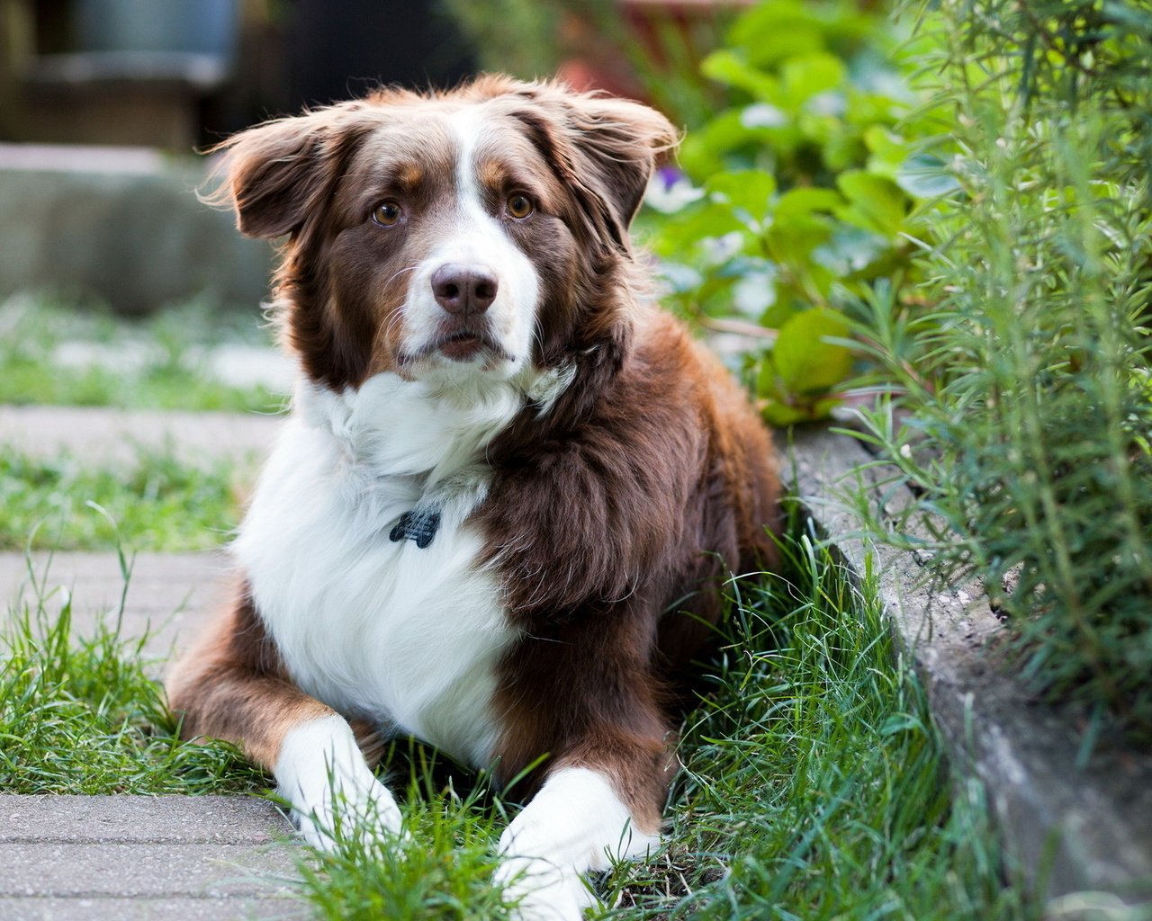 Обои взгляд, собака, лежит, сад, бордер-колли, look, dog, lies, garden, the border collie разрешение 1920x1280 Загрузить