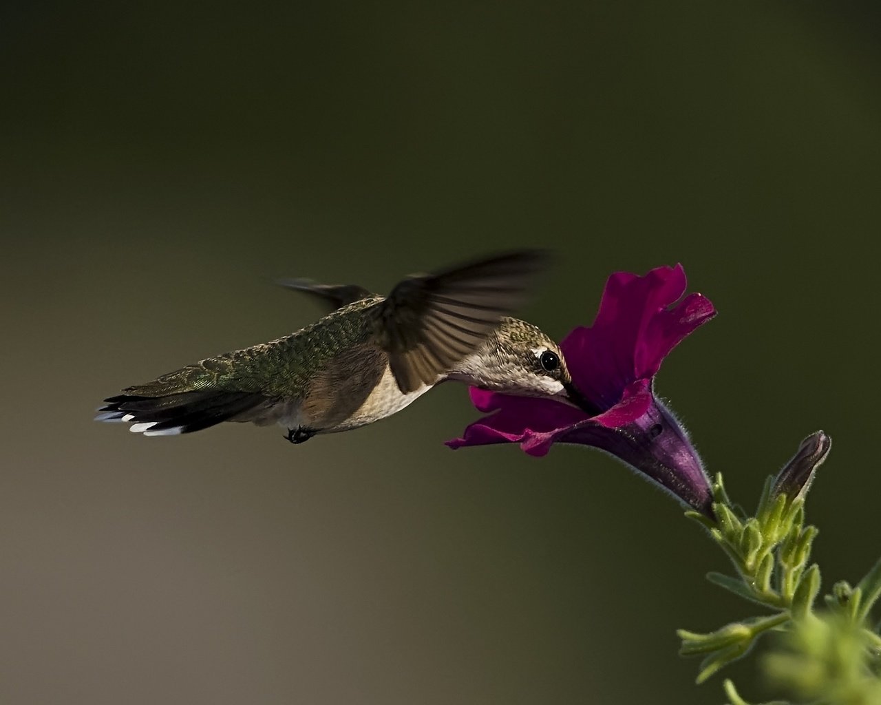 Обои макро, цветок, птица, колибри, петуния, macro, flower, bird, hummingbird, petunia разрешение 1920x1256 Загрузить