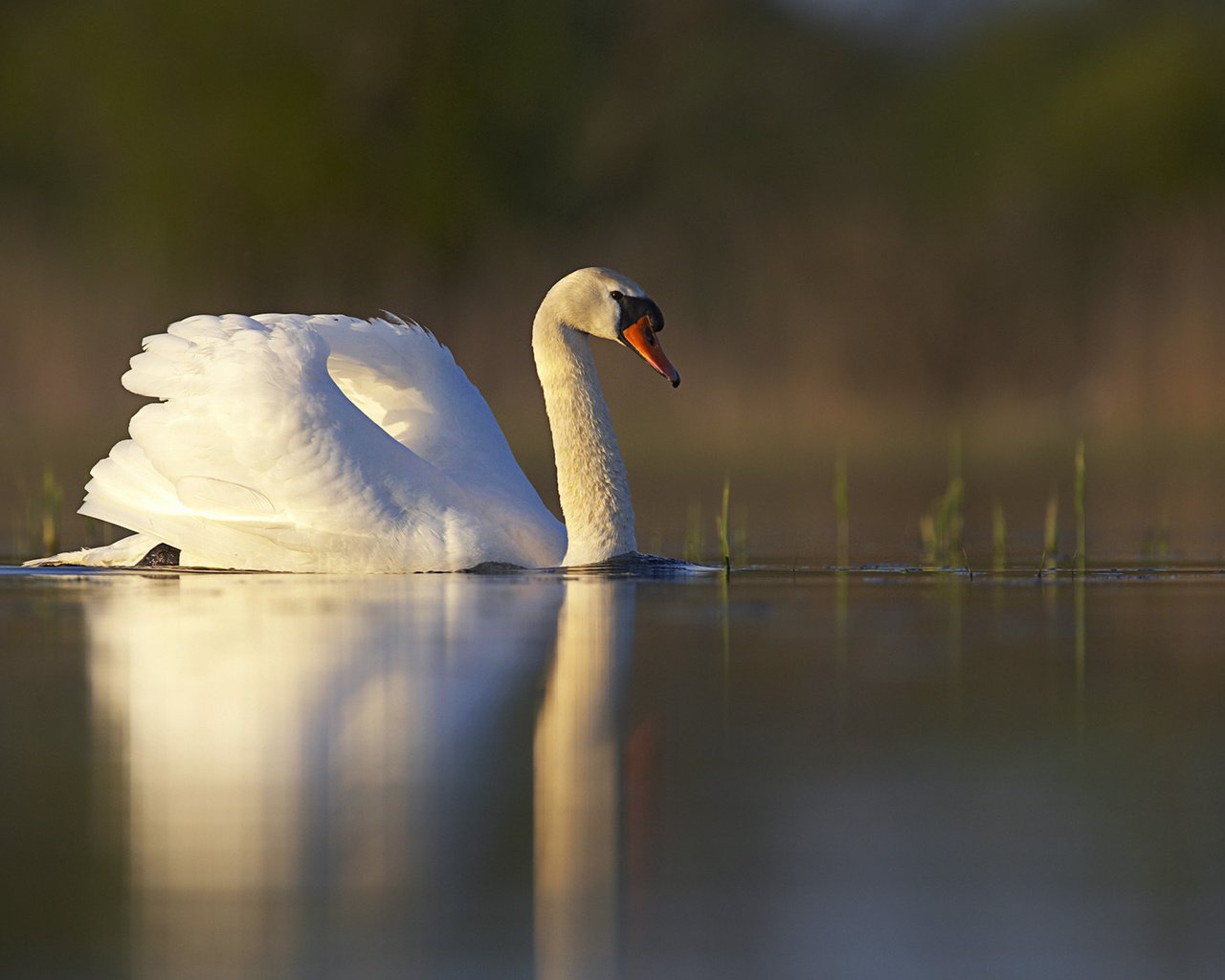 Обои озеро, отражение, белый, птица, пруд, лебедь, lake, reflection, white, bird, pond, swan разрешение 1920x1200 Загрузить