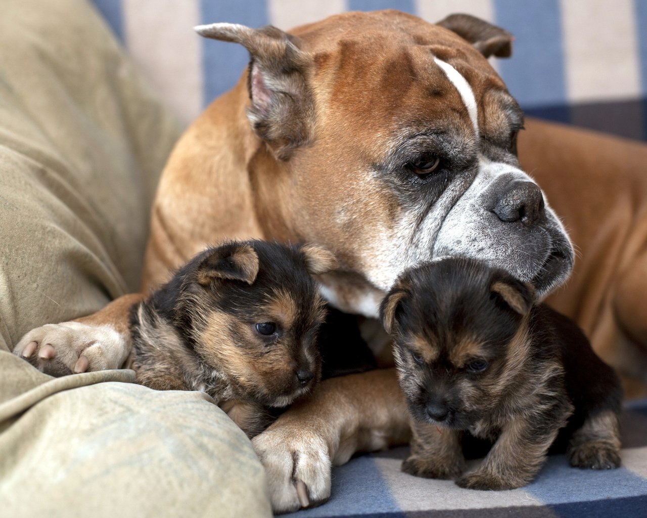 Обои собака, дом, щенки, семья, забота, диван, боксер, dog, house, puppies, family, care, sofa, boxer разрешение 2560x1600 Загрузить