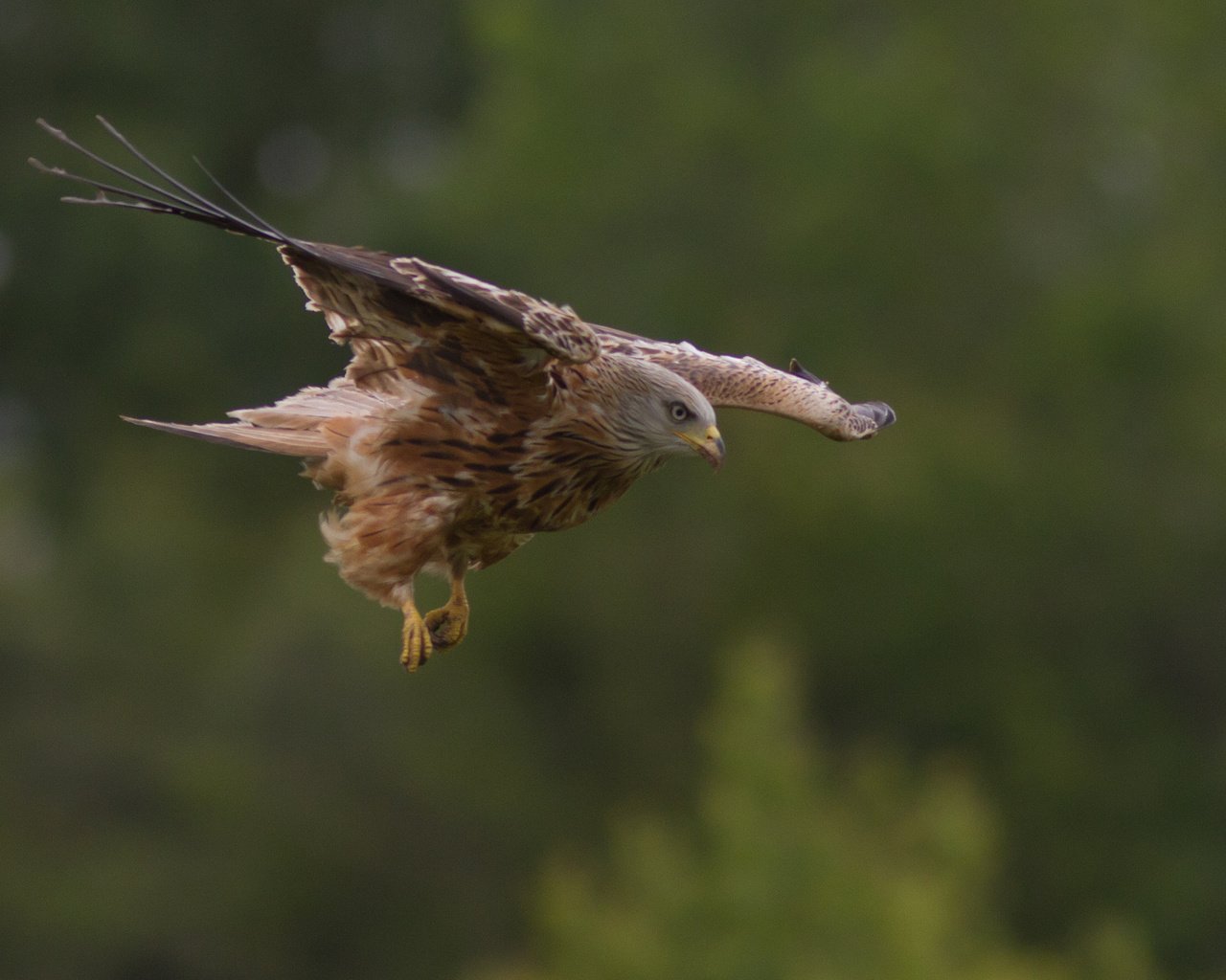 Обои природа, полет, крылья, птица, хищная, nature, flight, wings, bird, predatory разрешение 2048x1366 Загрузить