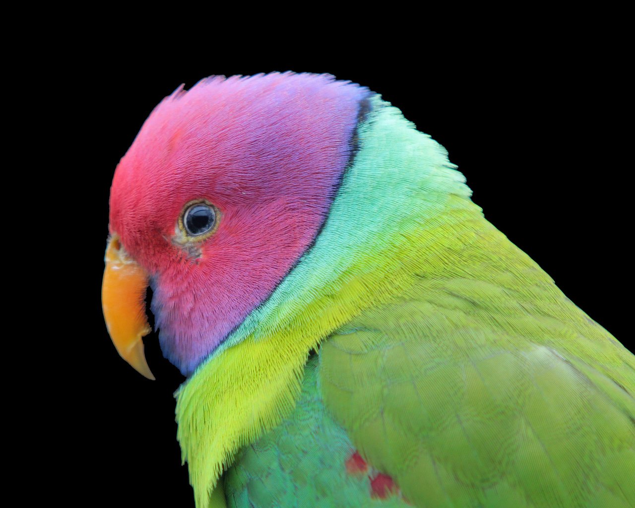 Обои разноцветный, птица, черный фон, попугай, colorful, bird, black background, parrot разрешение 2048x1365 Загрузить