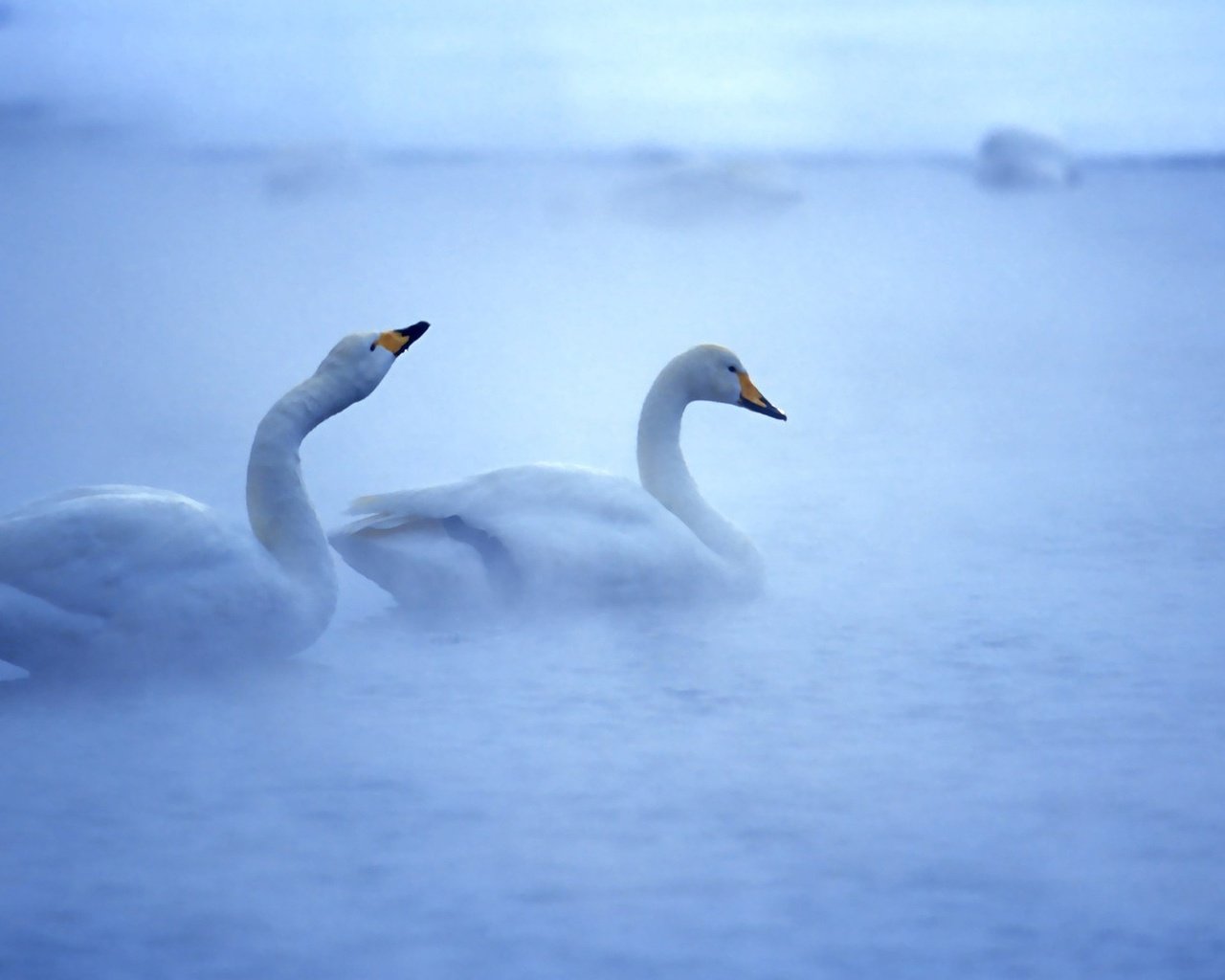 Обои вода, туман, птицы, белые, лебеди, прекрасные, плавают, water, fog, birds, white, swans, beautiful, swim разрешение 2560x1600 Загрузить