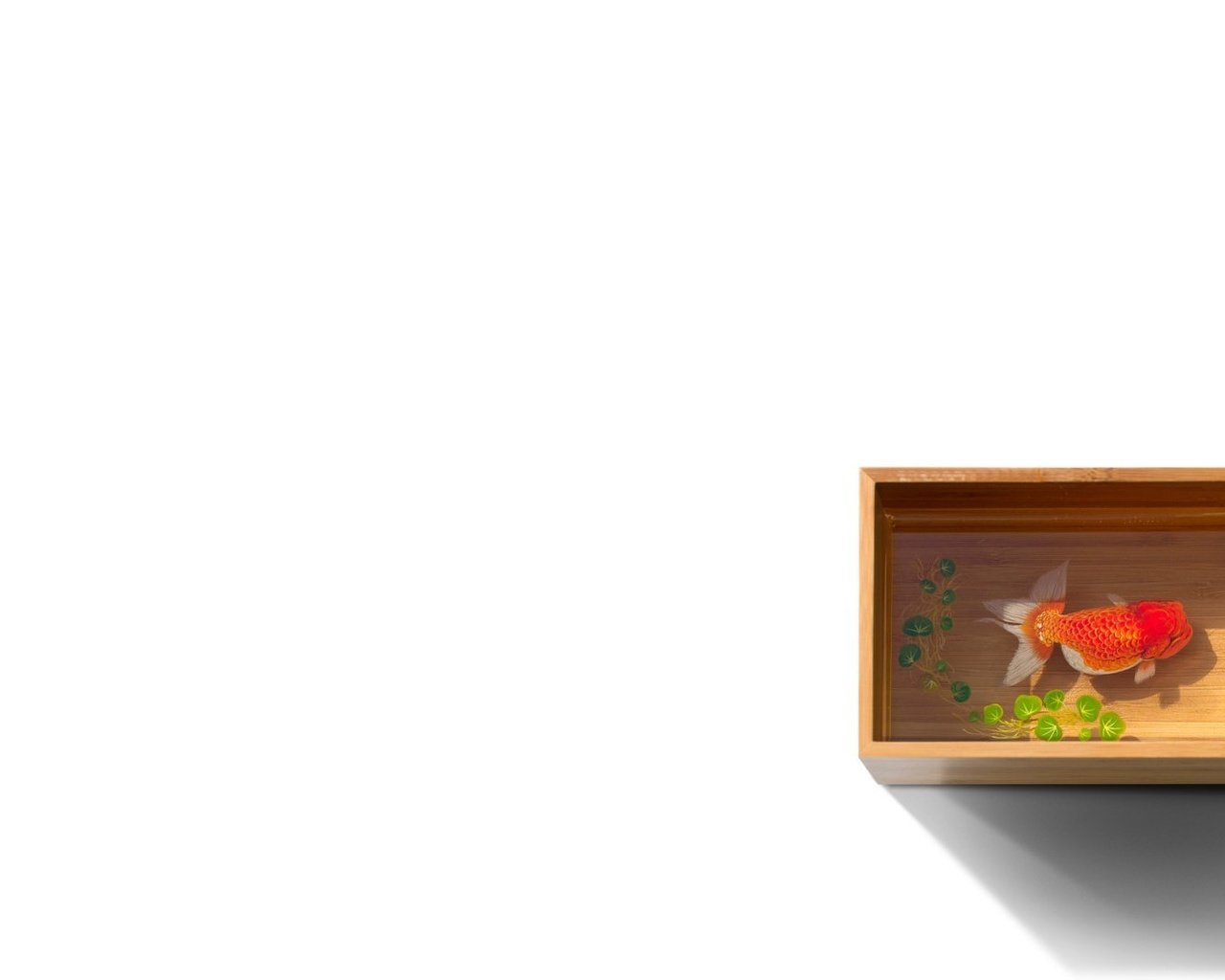 Обои вода, белый фон, рыбка, рыба, золотая, емкость, ряска, water, white background, fish, gold, capacity, duckweed разрешение 1920x1080 Загрузить