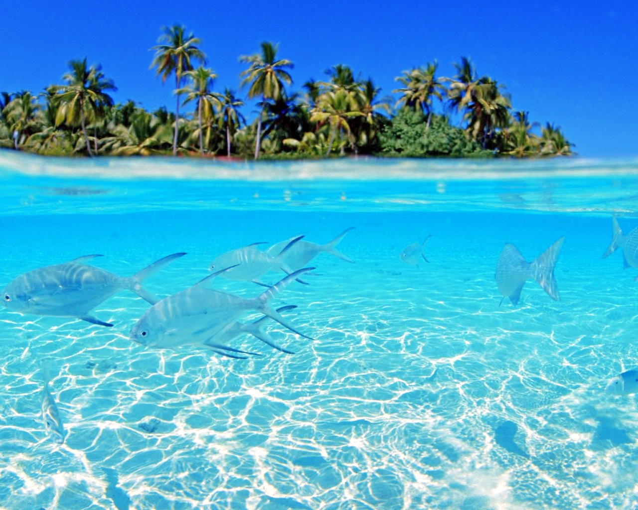 Обои рыбы, остров, тропики, мальдивы, fish, island, tropics, the maldives разрешение 2560x1600 Загрузить