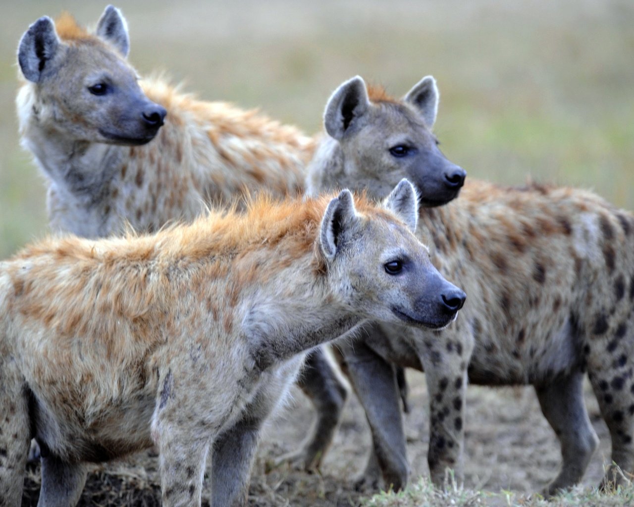 Обои хищники, стая, гиены, гиеновые, пятнистые гиены, пятнистая гиена, predators, pack, hyenas, spotted hyenas, spotted hyena разрешение 2690x1865 Загрузить