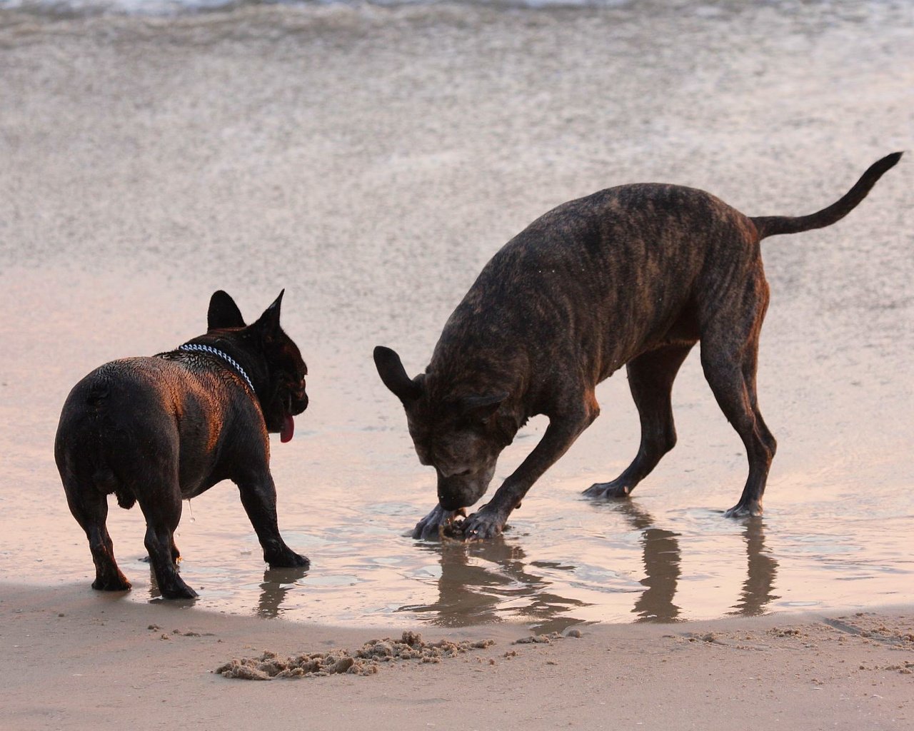 Обои море, песок, пляж, собаки, sea, sand, beach, dogs разрешение 1920x1200 Загрузить