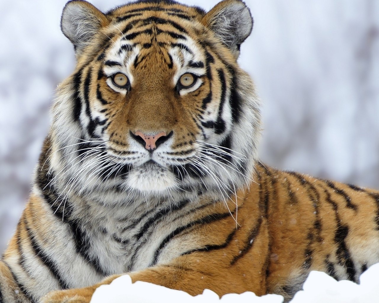 Обои тигр, снег, зима, хищник, большая кошка, tiger, snow, winter, predator, big cat разрешение 2560x1600 Загрузить