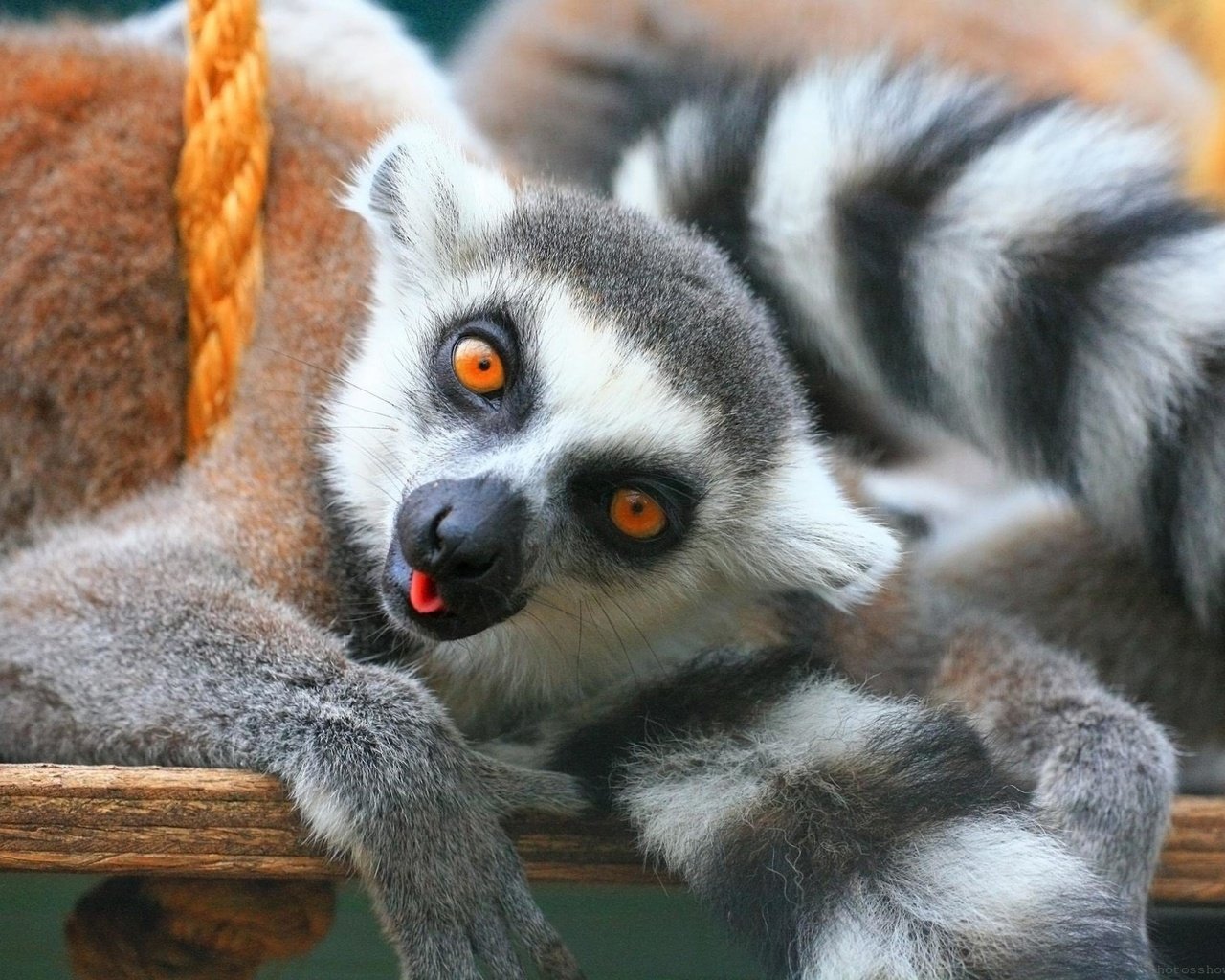Обои лемур, lemur разрешение 2560x1920 Загрузить