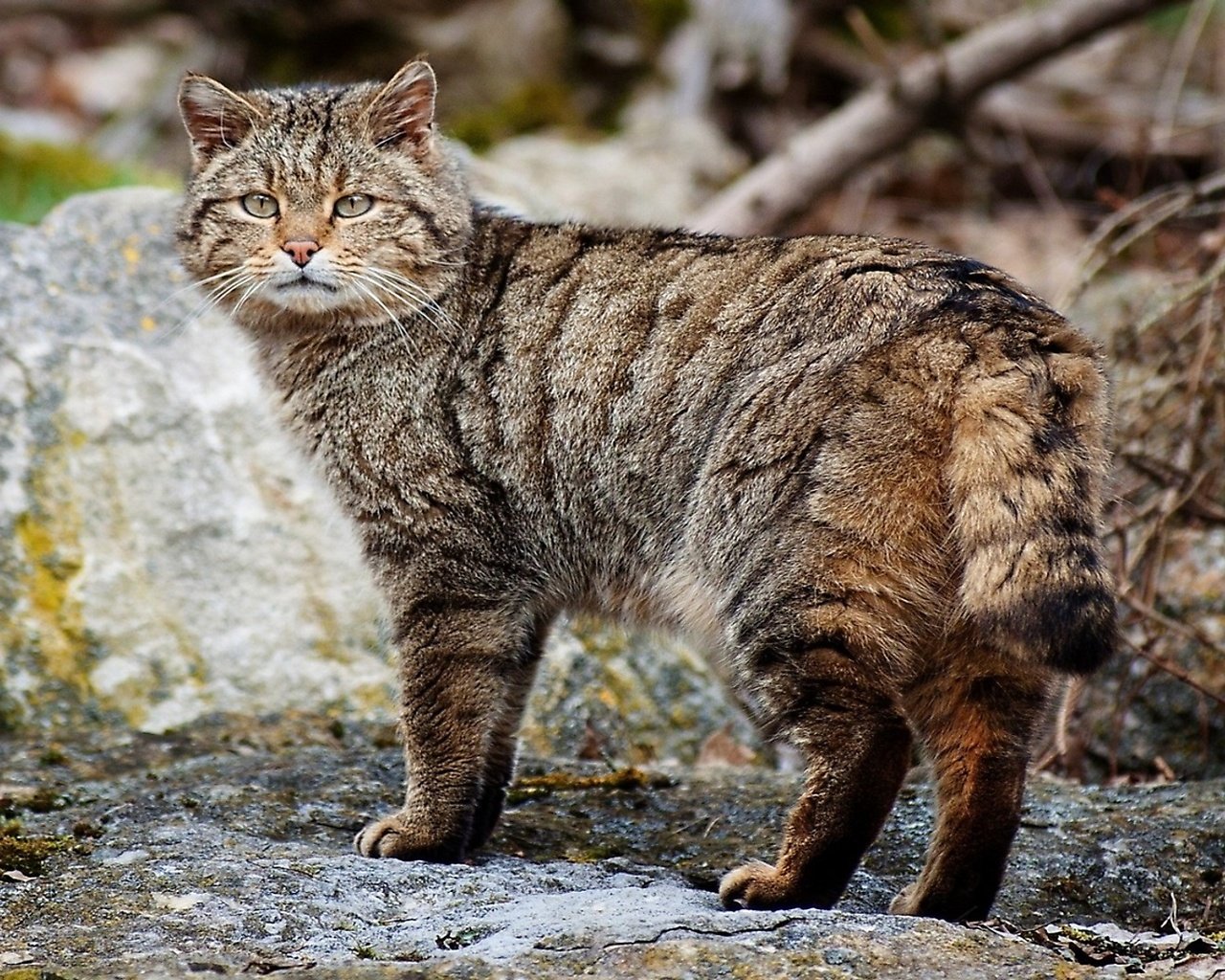 Обои дикий кот, возле камня, wild cat, near stone разрешение 1920x1080 Загрузить