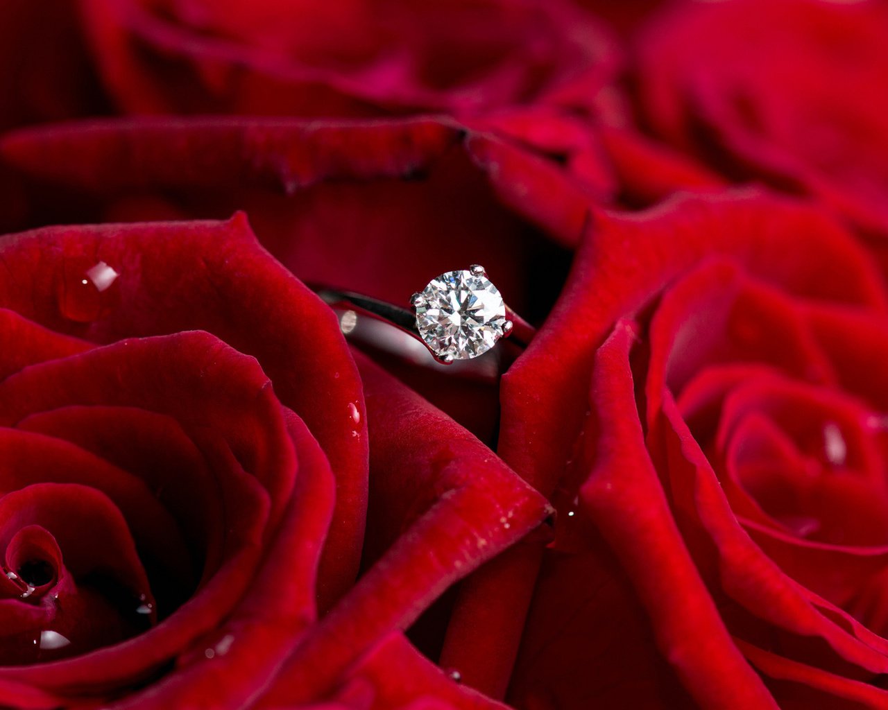 Обои цветы, розы, красные, кольцо, бриллиант, flowers, roses, red, ring, diamond разрешение 1920x1200 Загрузить