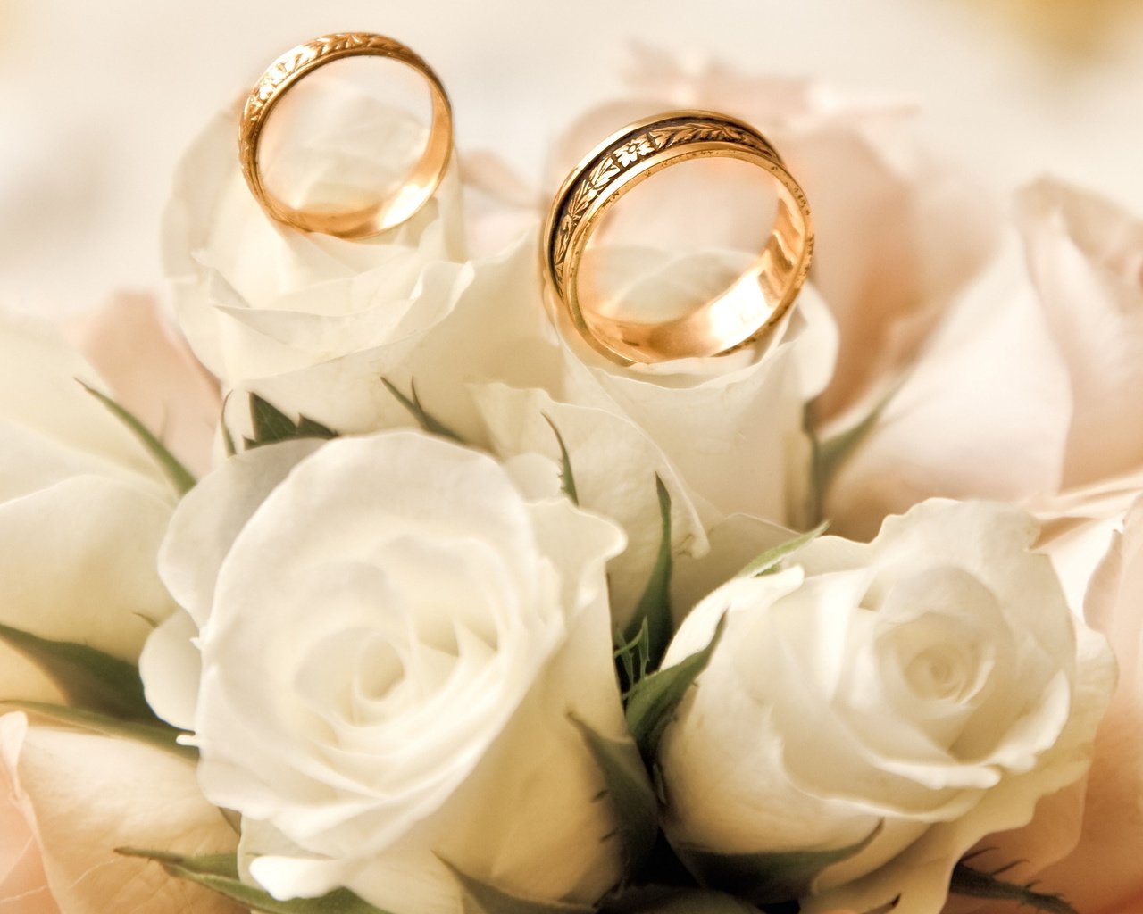 Обои бутоны, розы, белые, обручальные кольца, buds, roses, white, engagement rings разрешение 2560x1600 Загрузить