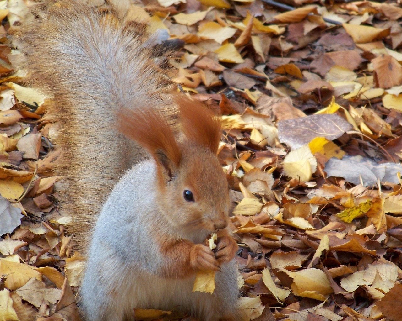 Обои листья, осень, белка, орех, грызет, leaves, autumn, protein, walnut, nibbles разрешение 2560x1600 Загрузить