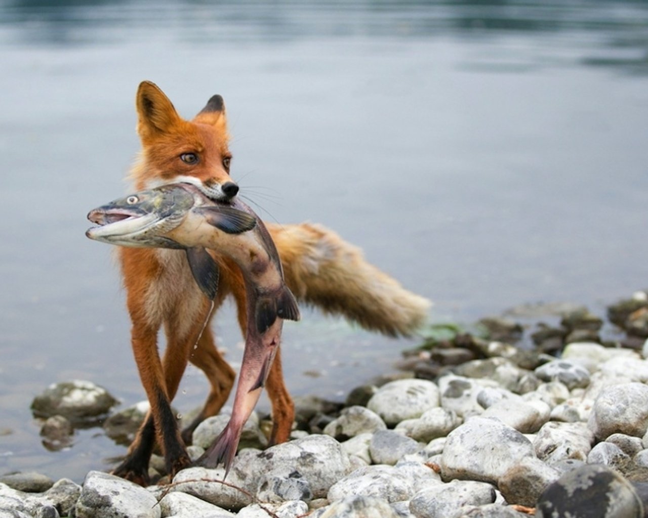Обои река, камни, лиса с пойманной, рыбой, river, stones, fox caught, fish разрешение 2560x1600 Загрузить