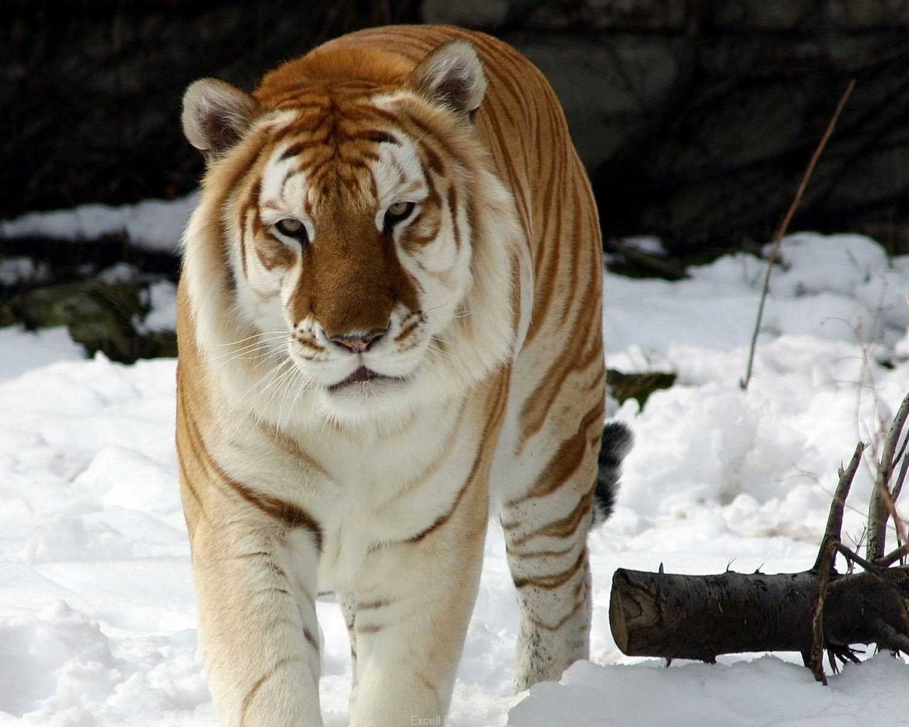 Обои тигр, снег, зима, животное, золотой тигр, tiger, snow, winter, animal, golden tiger разрешение 1920x1200 Загрузить