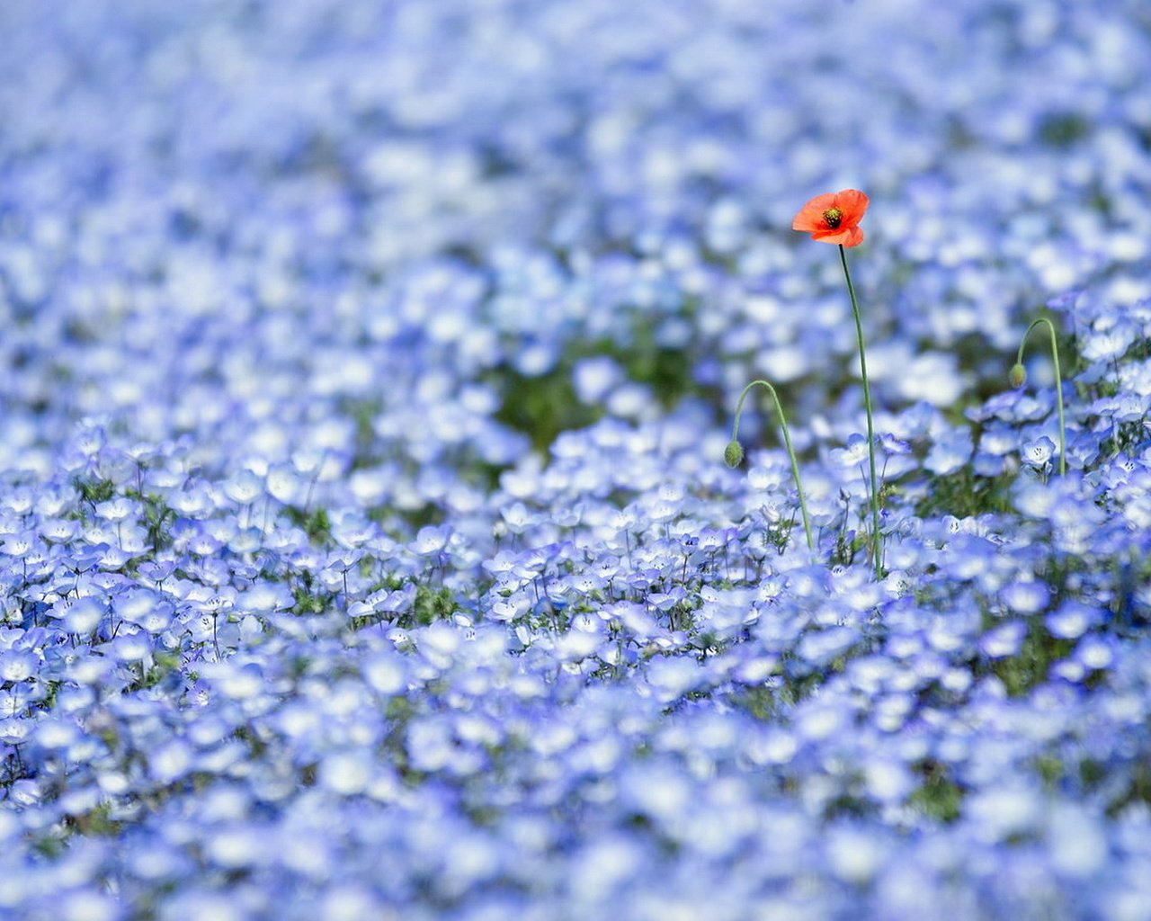 Обои цветы, природа, поле, луг, flowers, nature, field, meadow разрешение 1920x1080 Загрузить