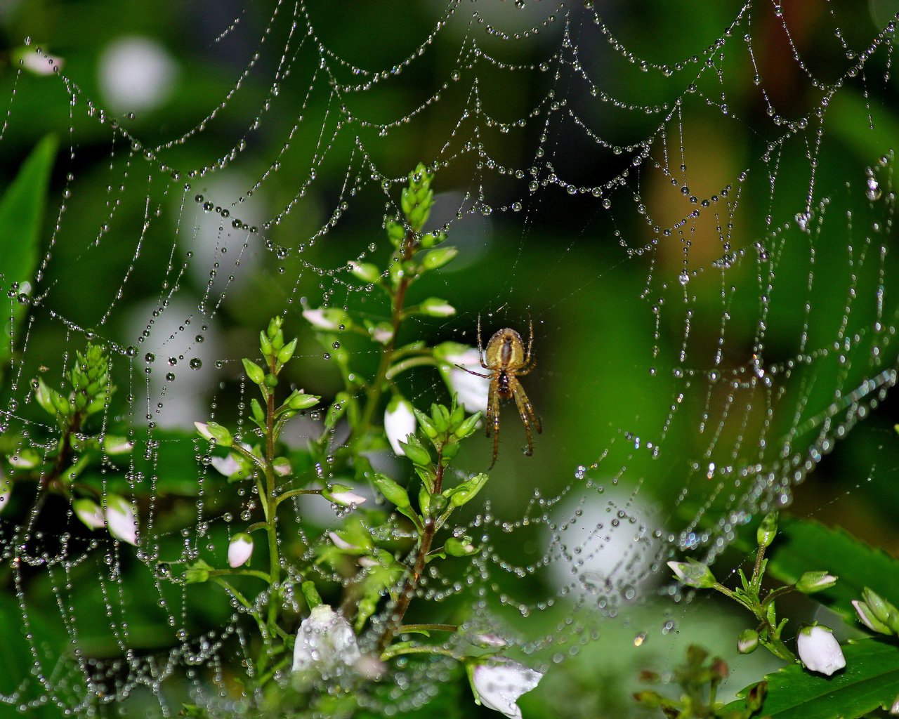 Обои цветы, макро, роса, капли, насекомые, паук, паутина, flowers, macro, rosa, drops, insects, spider, web разрешение 2048x1487 Загрузить