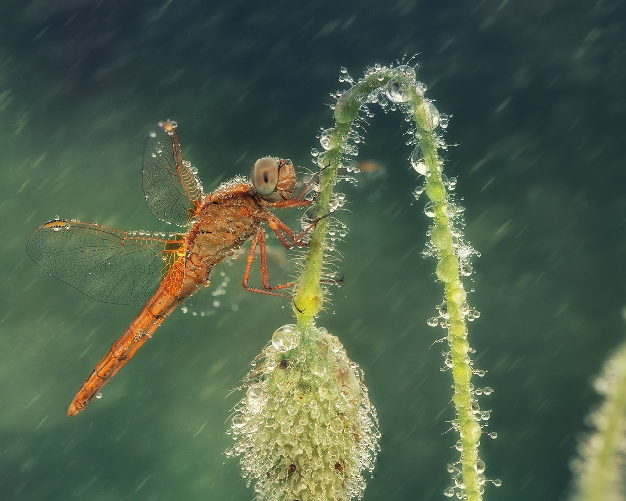 Обои макро, цветок, капли, насекомые, стрекоза, macro, flower, drops, insects, dragonfly разрешение 2000x1353 Загрузить