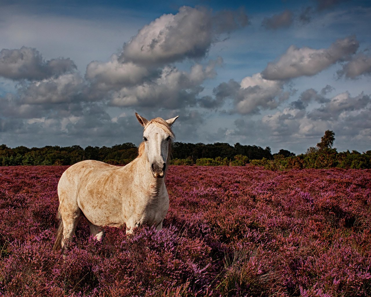 Обои цветы, лошадь, поле, конь, flowers, horse, field разрешение 2048x1365 Загрузить