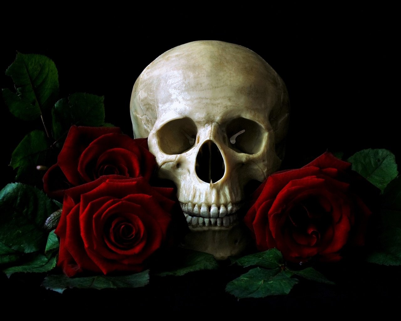 Обои череп, красных, на, среди, роз, лежащий, столе, skull, red, on, among, roses, lying, the table разрешение 1920x1080 Загрузить