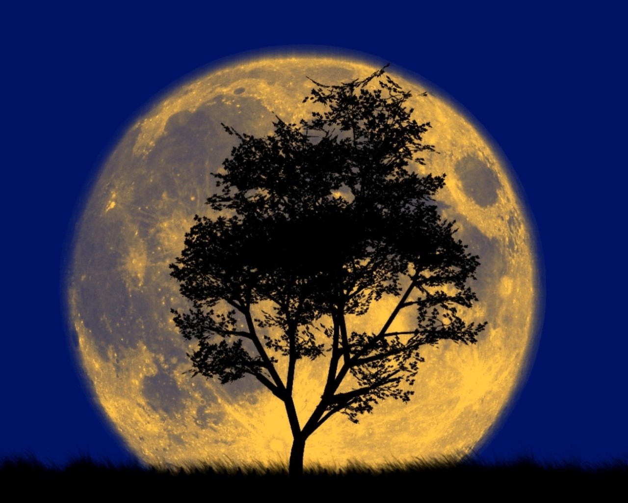 Обои дерево, луна, силуэт, большая, и, tree, the moon, silhouette, large, and разрешение 1920x1200 Загрузить