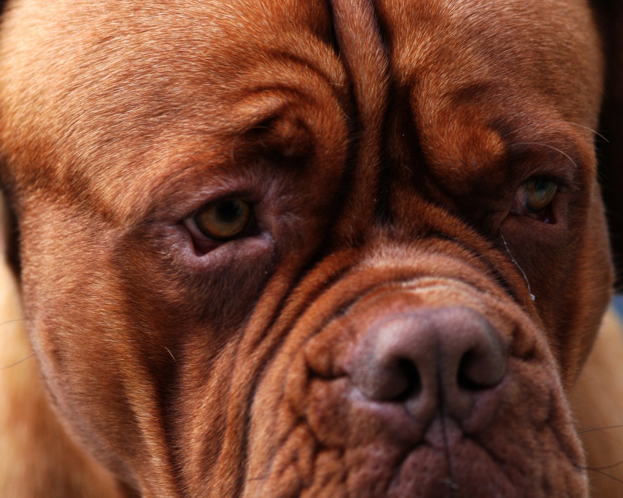 Обои глаза, морда, бордоский дог, eyes, face, dogue de bordeaux разрешение 2560x1600 Загрузить