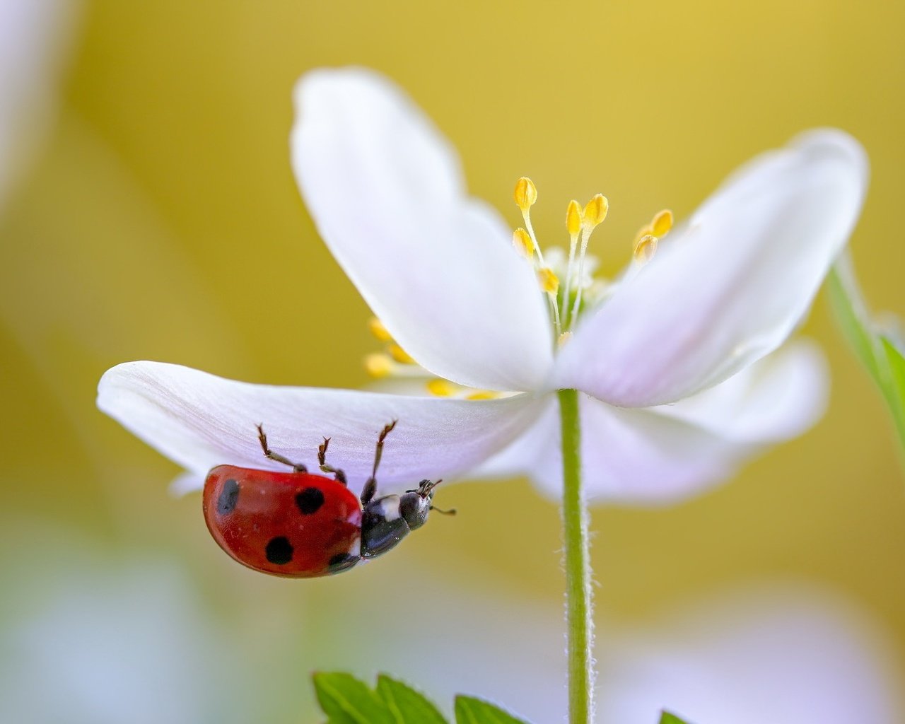 Обои природа, макро, насекомое, цветок, белый, божья коровка, nature, macro, insect, flower, white, ladybug разрешение 2047x1182 Загрузить