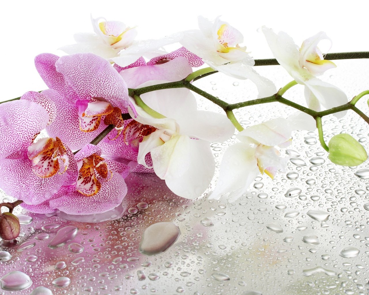 Обои цветы, отражение, капли, орхидеи, flowers, reflection, drops, orchids разрешение 1920x1280 Загрузить