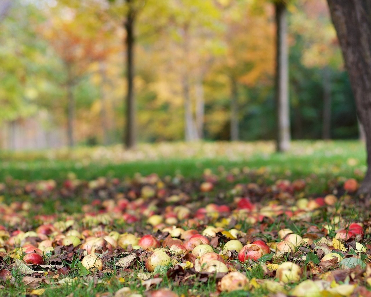 Обои дерево, фрукты, яблоки, осень, урожай, tree, fruit, apples, autumn, harvest разрешение 2048x1356 Загрузить