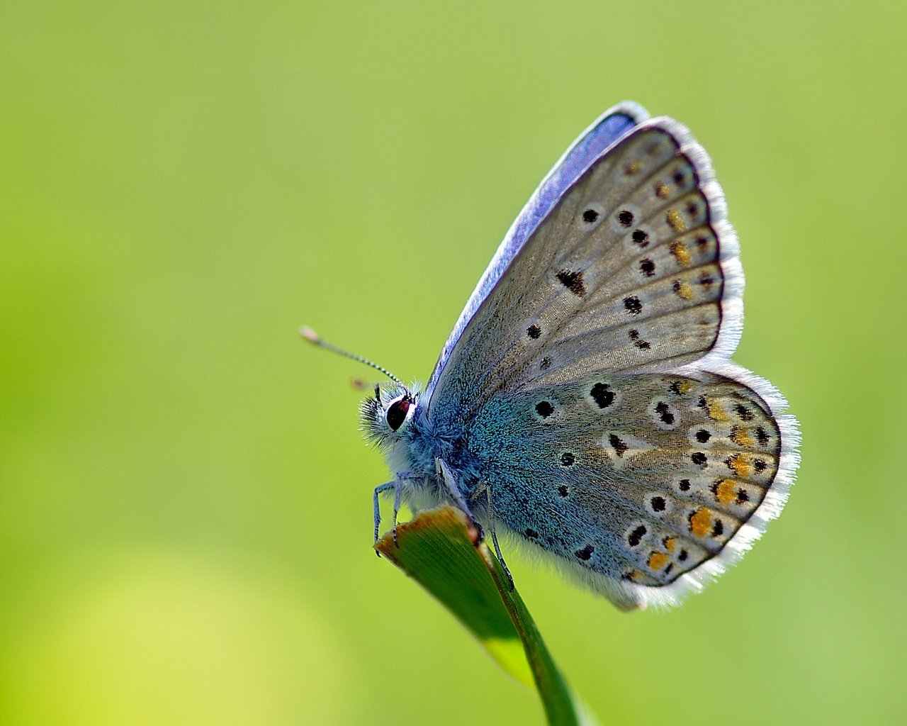 Обои трава, макро, насекомое, бабочка, стебель, ziva & amir, common blue, голубянка икар, grass, macro, insect, butterfly, stem, polyommatus icarus разрешение 3383x2317 Загрузить