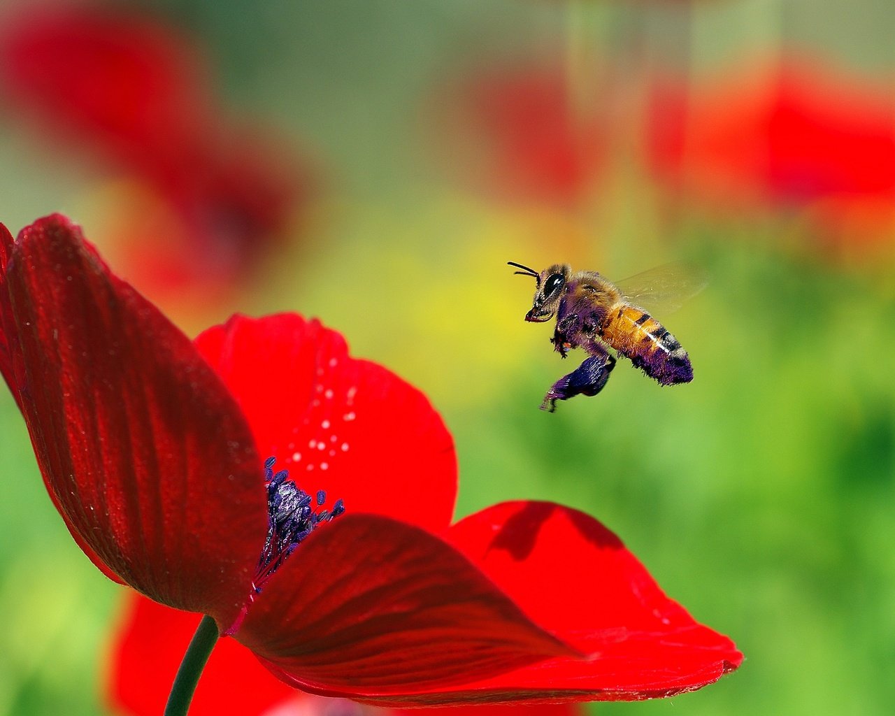 Обои макро, насекомое, цветок, красный, мак, пчела, пыльца, ziva & amir, macro, insect, flower, red, mac, bee, pollen разрешение 3435x2129 Загрузить