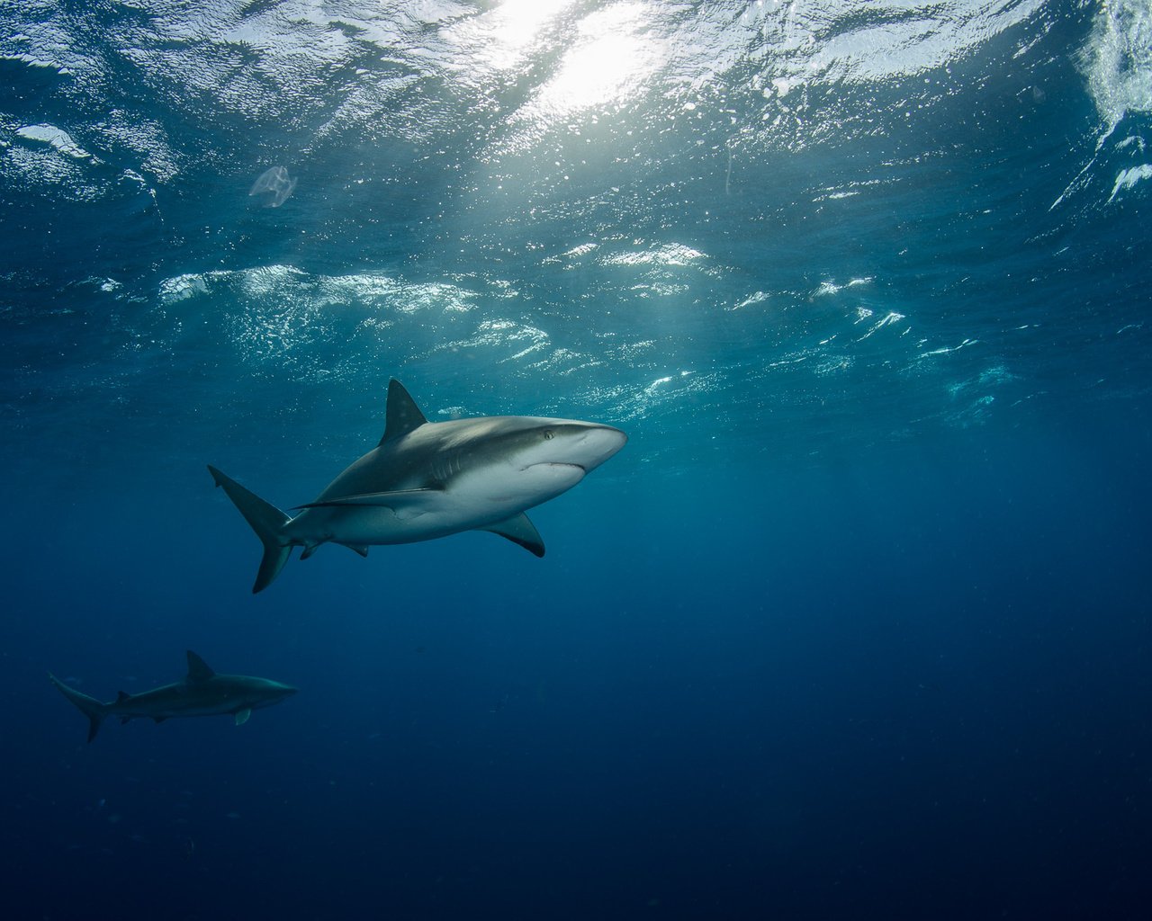 Обои море, под водой, лучи света, две, акулы, плывут, sea, under water, rays of light, two, sharks, float разрешение 2000x1325 Загрузить