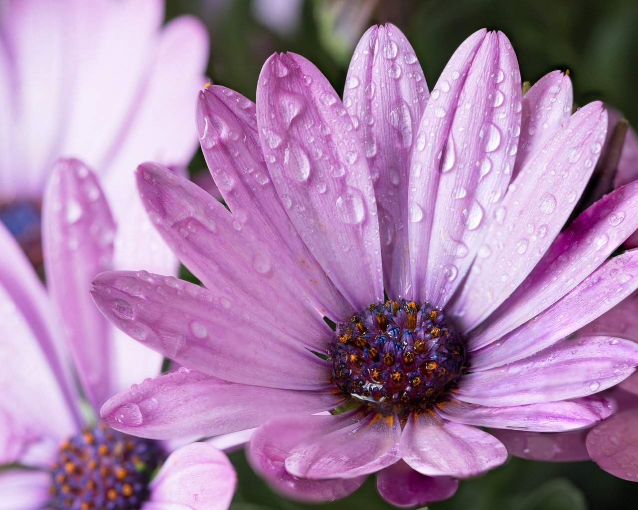 Обои цветы, капли, лепестки, сиреневые, гербера, после дождя, flowers, drops, petals, lilac, gerbera, after the rain разрешение 2048x1409 Загрузить