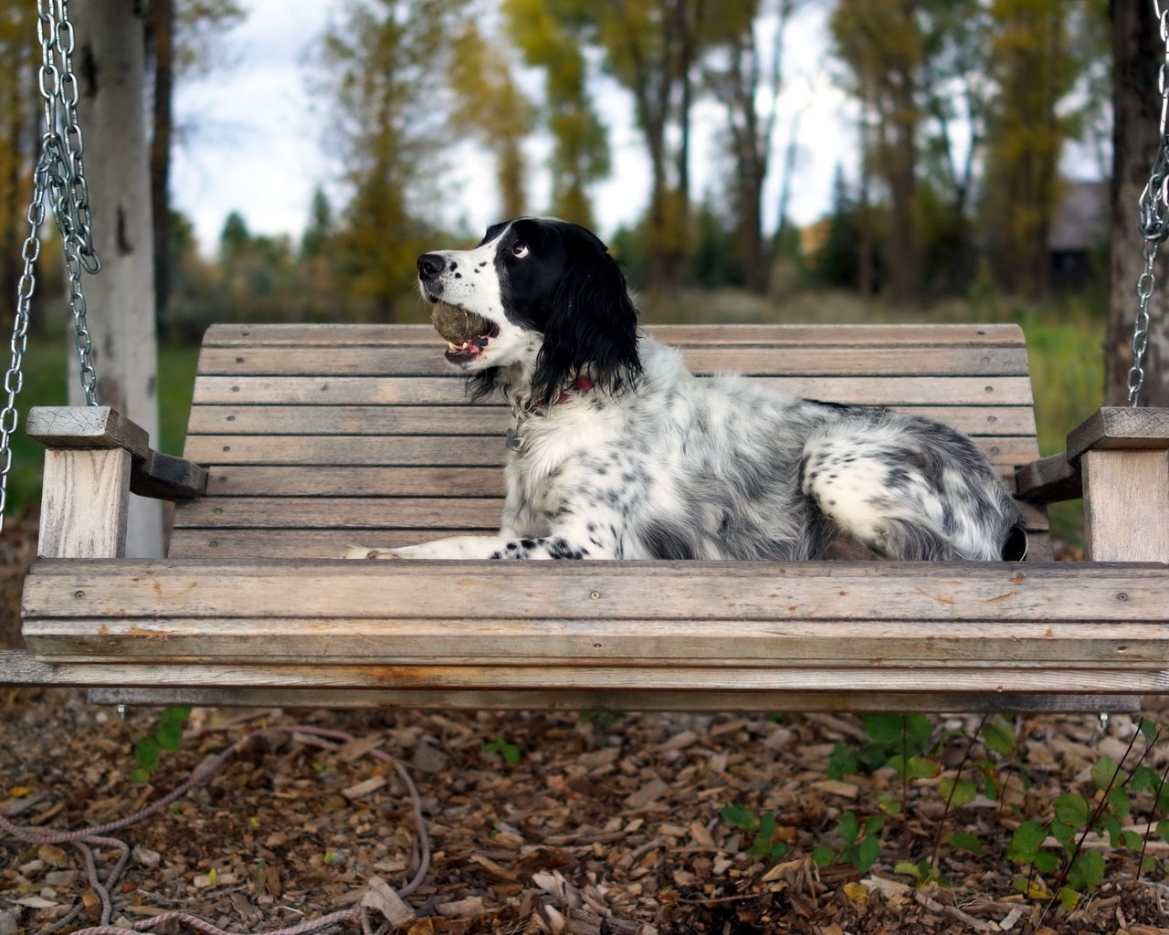 Обои осень, собака, скамейка, качели, сеттер, английский сеттер, autumn, dog, bench, swing, setter, the english setter разрешение 2560x1440 Загрузить