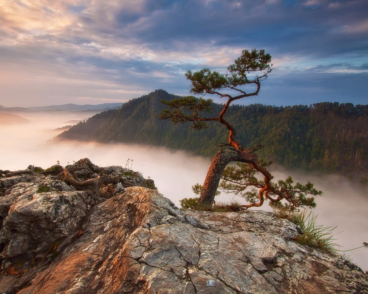 Обои горы, скалы, лес, туман, польша, сосна, sokolica, mountains, rocks, forest, fog, poland, pine разрешение 2048x1420 Загрузить