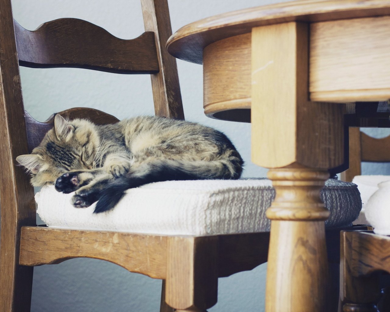 Обои кошка, стул, дом, уют, cat, chair, house, comfort разрешение 1920x1200 Загрузить