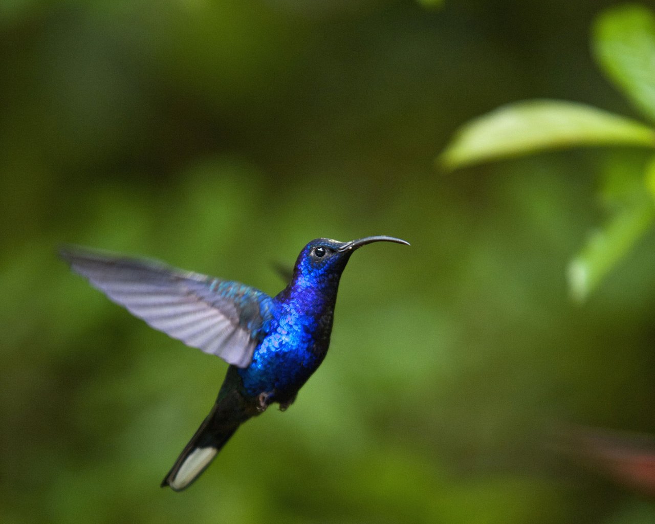 Обои фон, полет, крылья, птица, колибри, background, flight, wings, bird, hummingbird разрешение 2832x2639 Загрузить