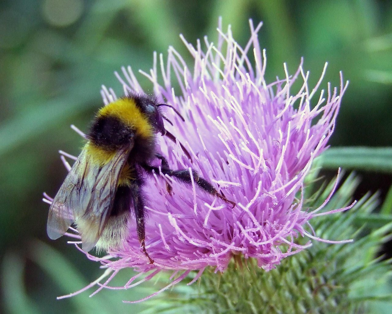 Обои макро, насекомое, цветок, пчела, шмель, macro, insect, flower, bee, bumblebee разрешение 2560x1600 Загрузить