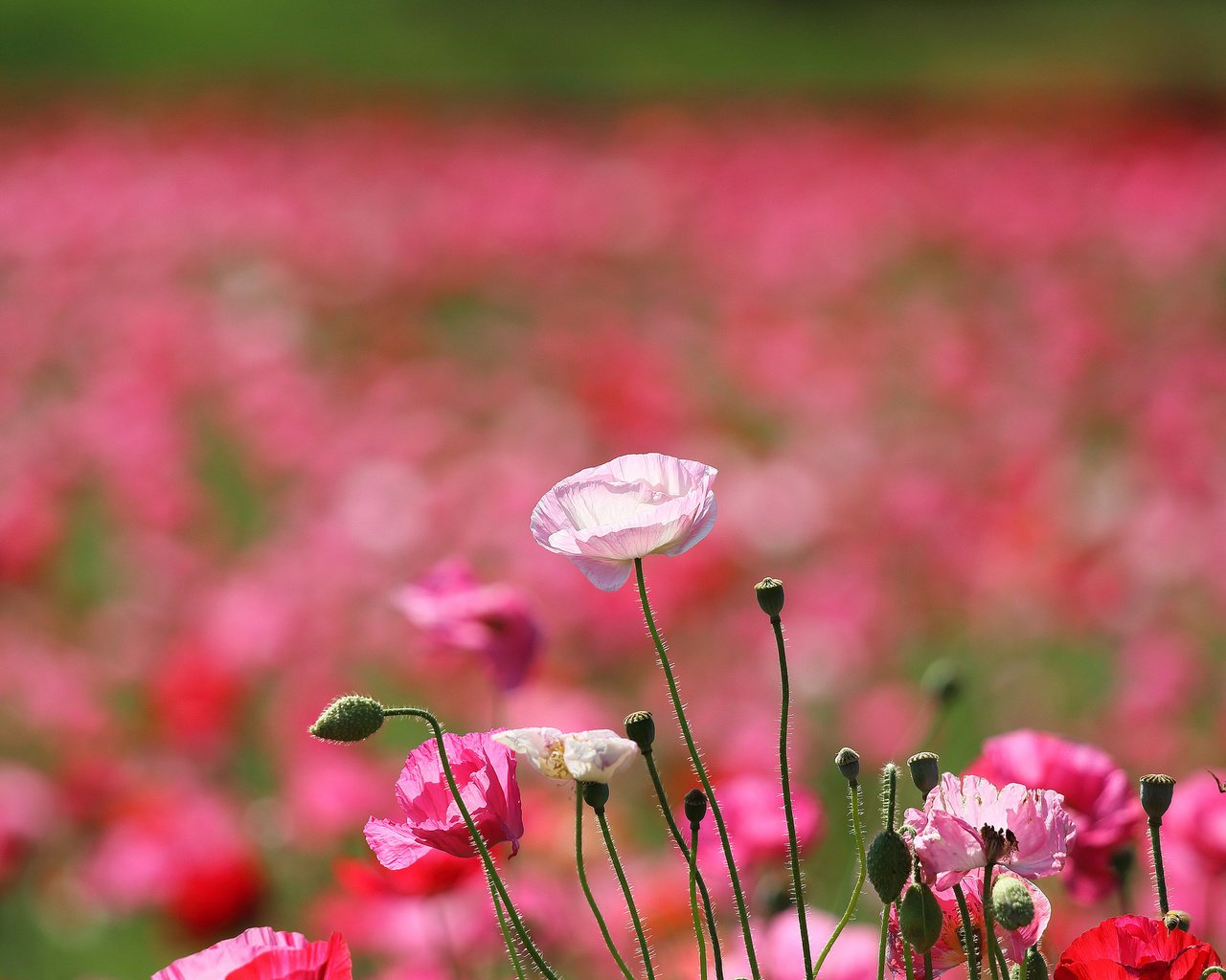 Обои цветы, поле, лепестки, маки, луг, flowers, field, petals, maki, meadow разрешение 2048x1356 Загрузить