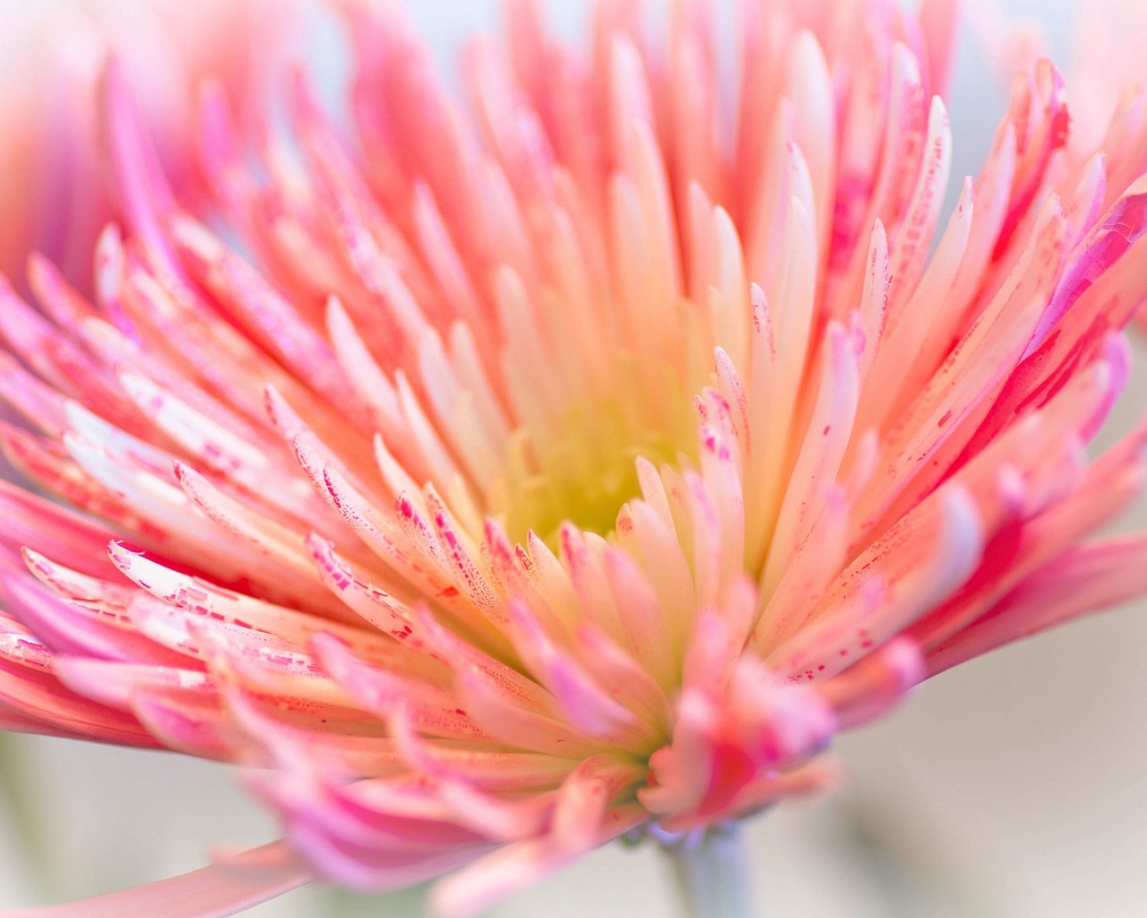Обои макро, цветок, лепестки, розовый, хризантема, ~dgh~, wisps of pink, macro, flower, petals, pink, chrysanthemum разрешение 2048x1360 Загрузить